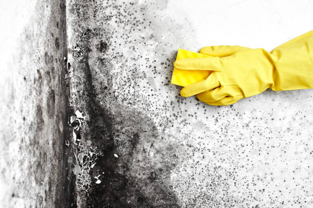 Best Same-Day Mold Removal  in Spearman, TX