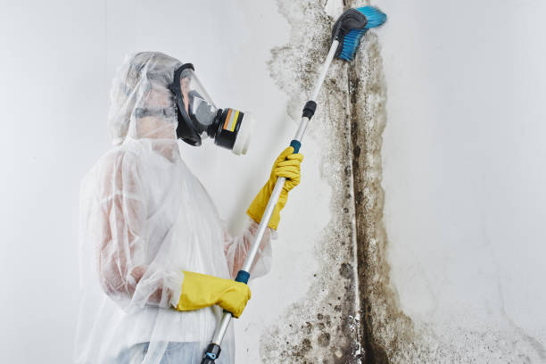 Best Best Mold Removal Companies  in Spearman, TX