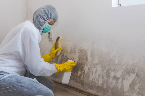 Best Certified Mold Removal  in Spearman, TX