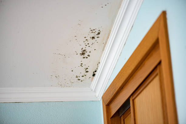 Best Residential Mold Removal  in Spearman, TX