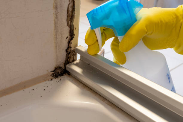 Best Black Mold Removal  in Spearman, TX