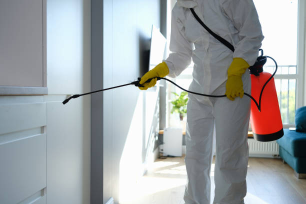 Best Best Mold Removal Companies  in Spearman, TX