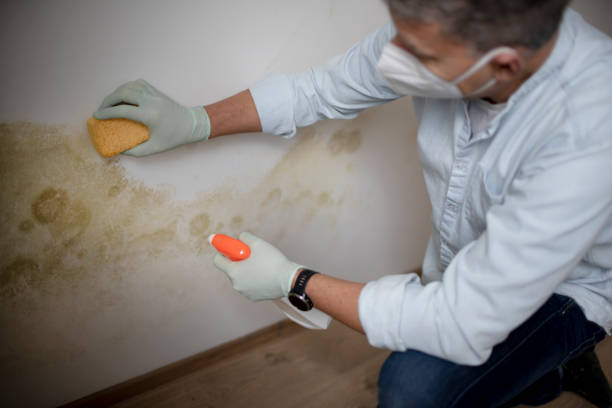 Professional Mold Removal in Spearman, TX