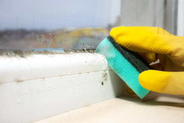 Best Mold Inspection  in Spearman, TX