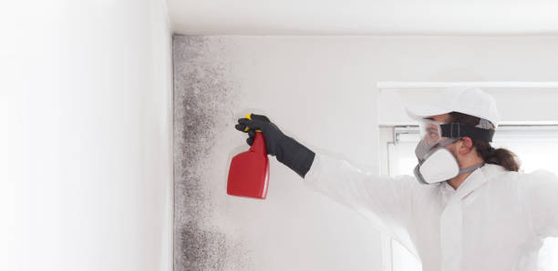 Best Mold Removal Company Near Me  in Spearman, TX