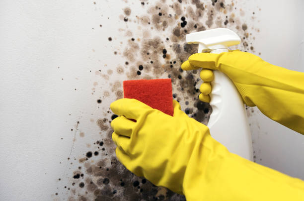 Best Affordable Mold Removal  in Spearman, TX