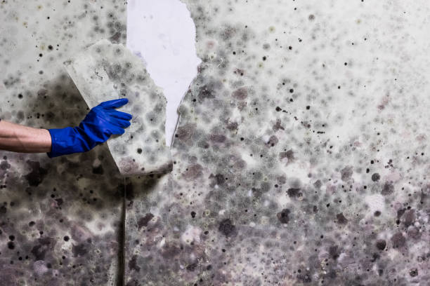 Spearman, TX Mold Removal Company