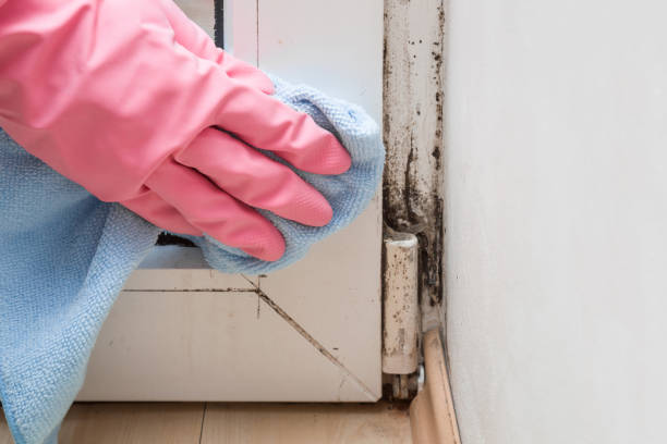 Best Attic Mold Removal  in Spearman, TX