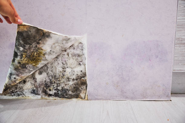Best Same-Day Mold Removal  in Spearman, TX